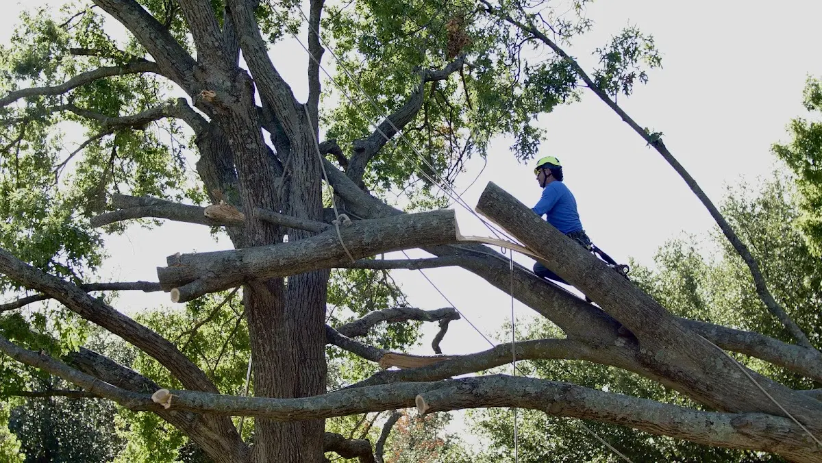 Professional Crown Thinning performed by certified arborists in Leawood