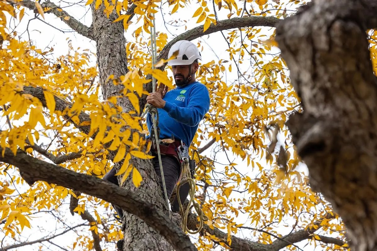 Skilled Tree Planting crew working in Leawood